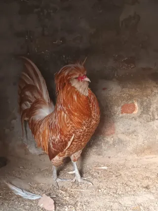 Buff Polish Male (1.5 Year)