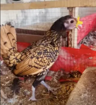 Golden Sebright Trio (10 Months) — 1 Male + 2 Female
