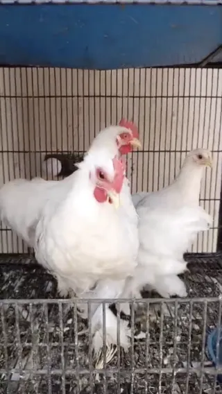White Bantam (Zero Size) — 2 Pairs, 3.5 Months