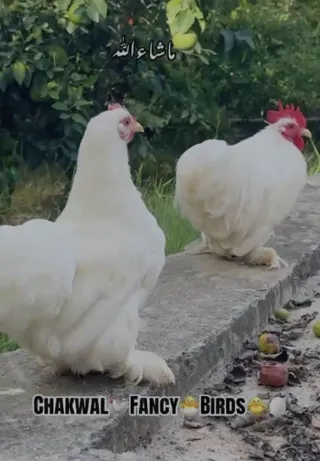 White Bantam Pair — Chakwal Fancy Birds