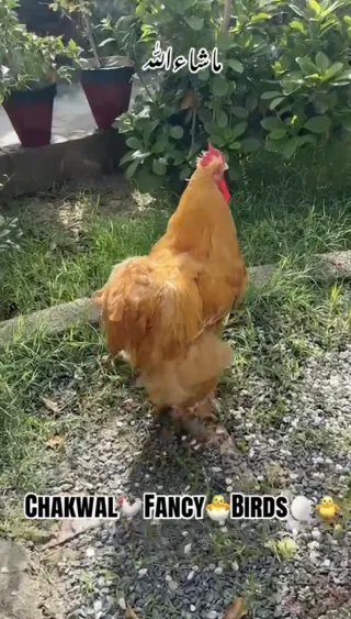 Golden Heavy Cochin — Chakwal Fancy Birds