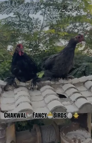 Bantam Pair (Black Male + Blue Female) — Chakwal Fancy Birds