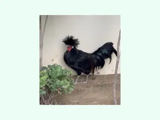 Black Polish Breeder Male — 8 Months