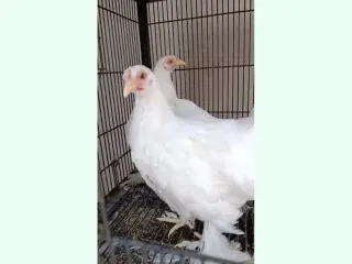 White Mille Fleur Set (1+3) — Ready to Breed, 5.5 Months