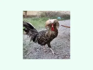 COCO POLISH BREEDER MALE AVAILABLE