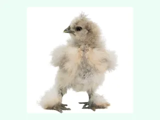 White Silkie Chicks