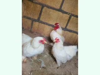 White Bantam Trio for sale - 1 Male 2 Female