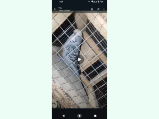 Mashallah exi birds  J8ns mail  Color gray dark  Nail tail flay everything all ok  