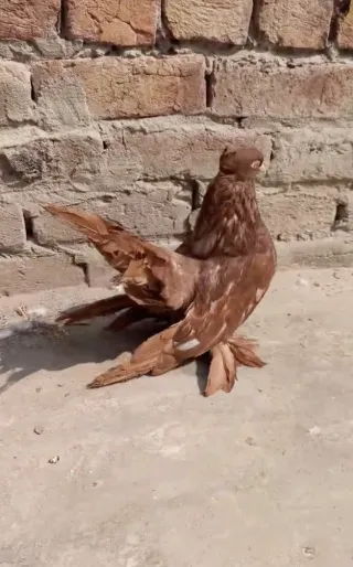American Red Breeder Pigeon — Female