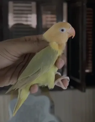Aqua Homozygote Opaline Pied Lovebird — Female, Ready to Breed