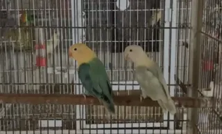 Aqua Opaline Pied Lovebirds — Breeder Pair (Peach-face)