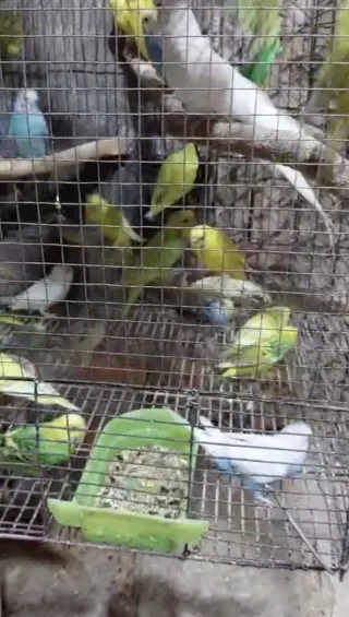 Australian Budgies (Parrots) — Pairs Available, Rs 400/Piece
