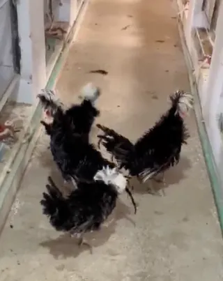 Black Frizzle Polish Pair — 5+ Months, Sahiwal