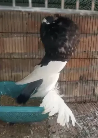 Black Magpie — A+ Breeder Male