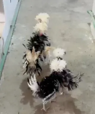 Black Mottled Frizzle Polish Pair — 5+ Months, Sahiwal