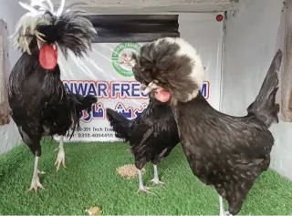 Black Polish Breeder — Anwaar Fresh Farm