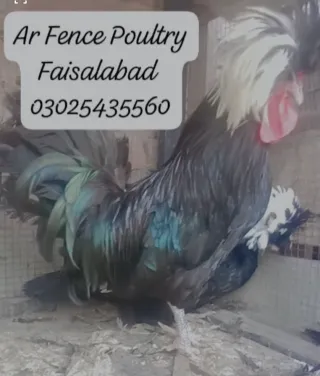 Black Polish Breeder Trio — Healthy & Active