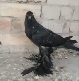 Black Pom Fancy Pigeon — Top Class, Chicks for Sale