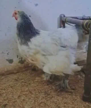 Blue Columbian Female — 12 Months
