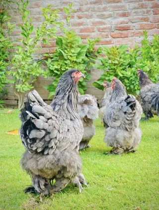 Blue Heavy Cochin — Sadar Fancy Farm