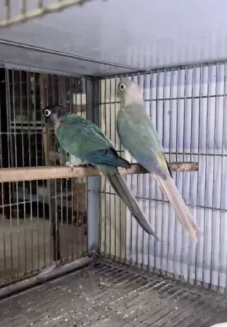 Blue Turquoise (WFWC) Green Cheek Conure — Breeder Pair with DNA