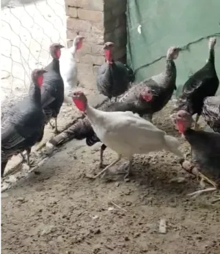Breeder Turkey Females for Sale