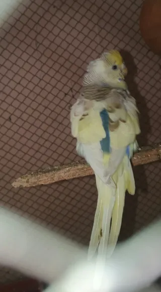 Budgie Breeder Female — Ready to Breed