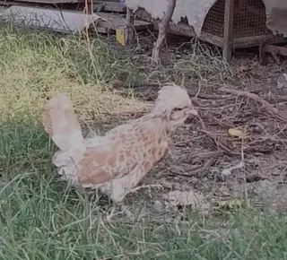 Buff Laced Polish Breeder Female (Bantam Size)