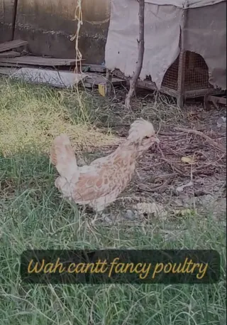 Buff Laced / Simple Polish Breeder Set (1 Male + 2 Female)