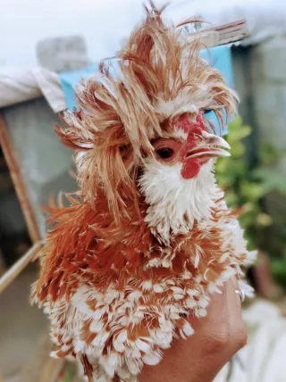 Buff Polish Frizzle (Bantam Size)