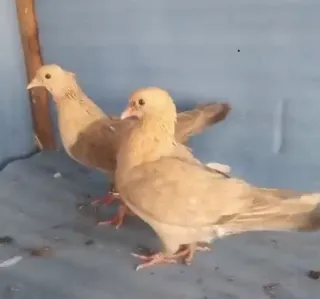 Chadan — 2 Breeder Females