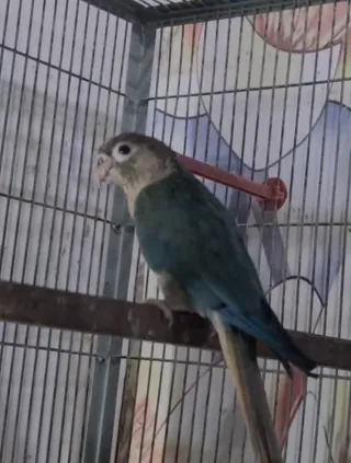 Cinnamon Blue × Blue Turquoise Conure — Jumbo Breeder Pair with DNA