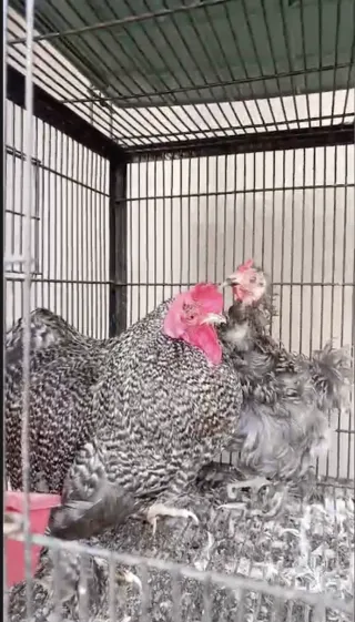 Coco & Frizzle Bantam Set — Egg Laying (16 Months)