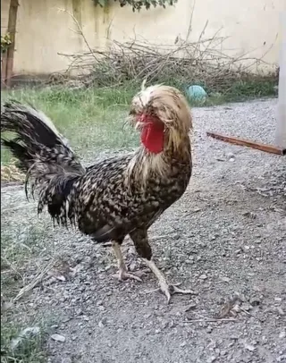 Coco Polish Breeder Male