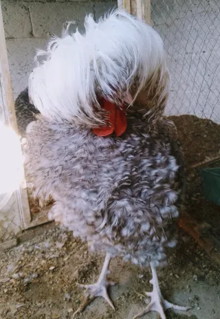 Coco Polish Frizzle
