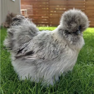 Colour Silkie (Eggs + Chicks) — Sadar Fancy Farm
