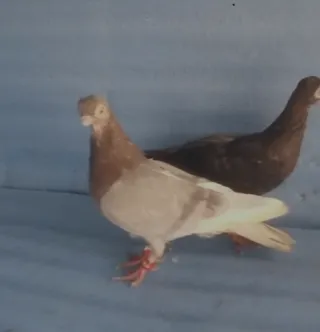 Dove Face (Zero Size) — A+ Breeder Pair