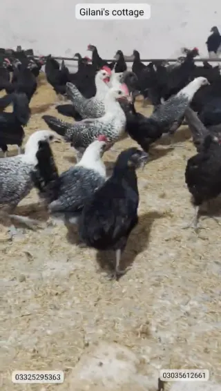 Egyptian Fayoumi Set (1 Male + 3 Female)