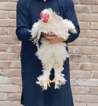 Frizzle Light Columbian Brahma — Male, 6 Months (Ready to Breed)