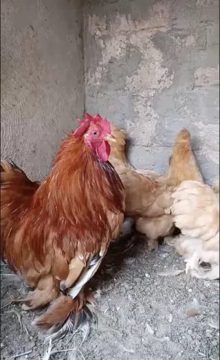 Golden Bantam (Zero Size) Set 1+5 — Egg Laying
