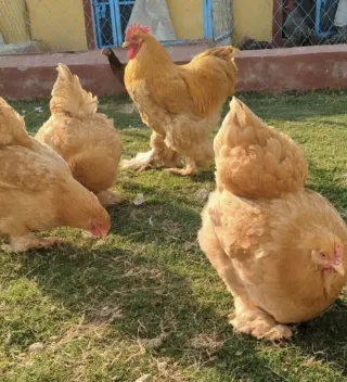 Golden Buff Cochin Breeders — Ready to Lay, 7.5 Months
