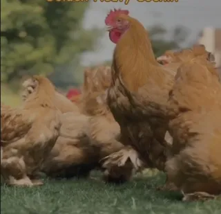Golden Heavy Cochin — Chicks & Fertile Eggs (Under 1 Week)