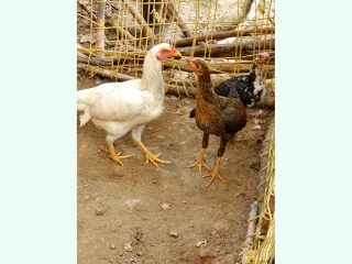White Heera aseel 