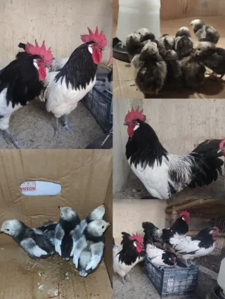 Lakenvelder (German Breed) Chicks — 1 Week Old