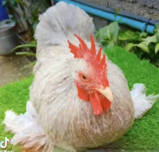 Lavender Breeder Male
