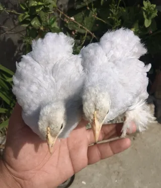Lavender Coco Cochin Bantam