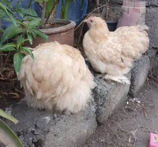 Lemon Coco Cochin Bantam