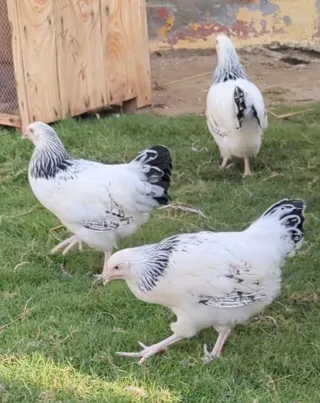 Light Sussex (Heritage) Set — 4 Females + 2 Males
