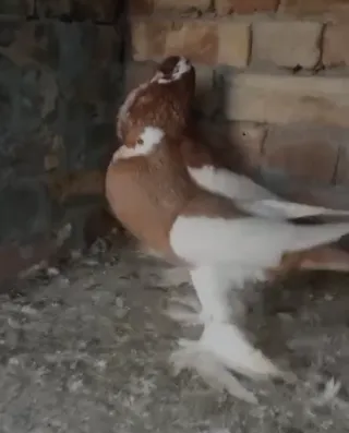Magpie Gubara (Pouter) — Top Class Breeder Pair