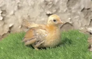 Porcelain Japanese Bantam — Chicks & Eggs (Zero Size)